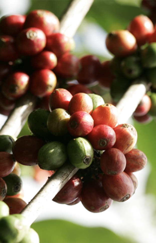 coffee plant