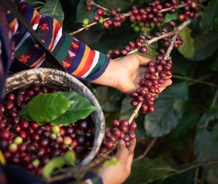 Nachhaltiger Kaffee-Anbau LUNGO COLOMBIA BIO NESCAFÉ® Dolce Gusto®