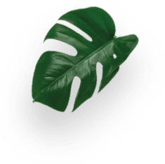 NEO Lungo D&eacute;caf&eacute;in&eacute; 12 Pods decoration Image